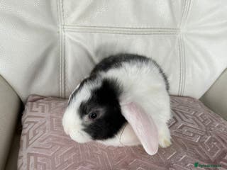 Mini Lop rabbits Cuddle beautiful mini lop bunnies - Advert 1