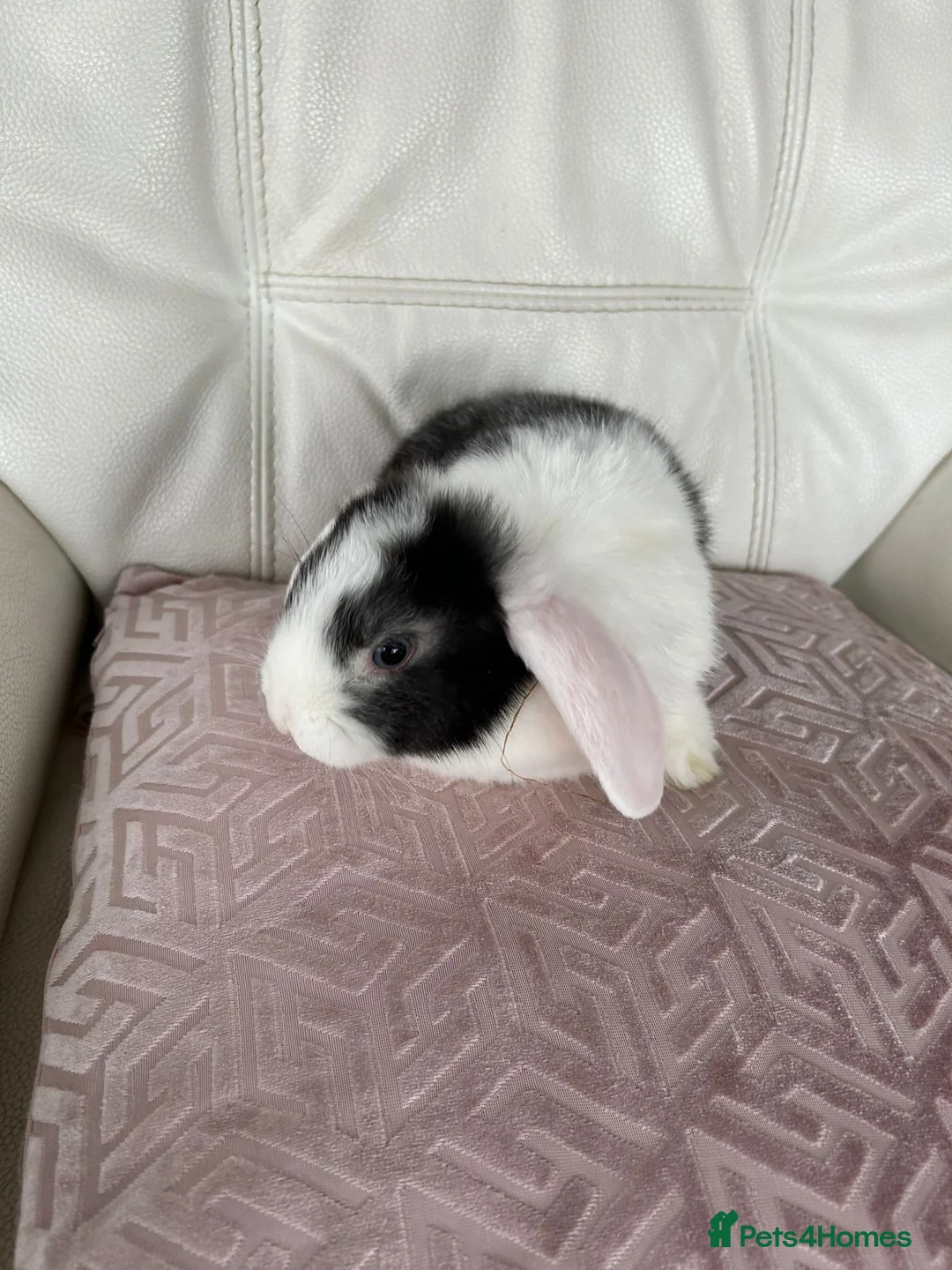 Mini Lop rabbits for sale: Cuddle beautiful mini lop bunnies  - Advert 1