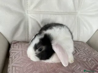 Mini Lop rabbits Cuddle beautiful mini lop bunnies - Advert 8