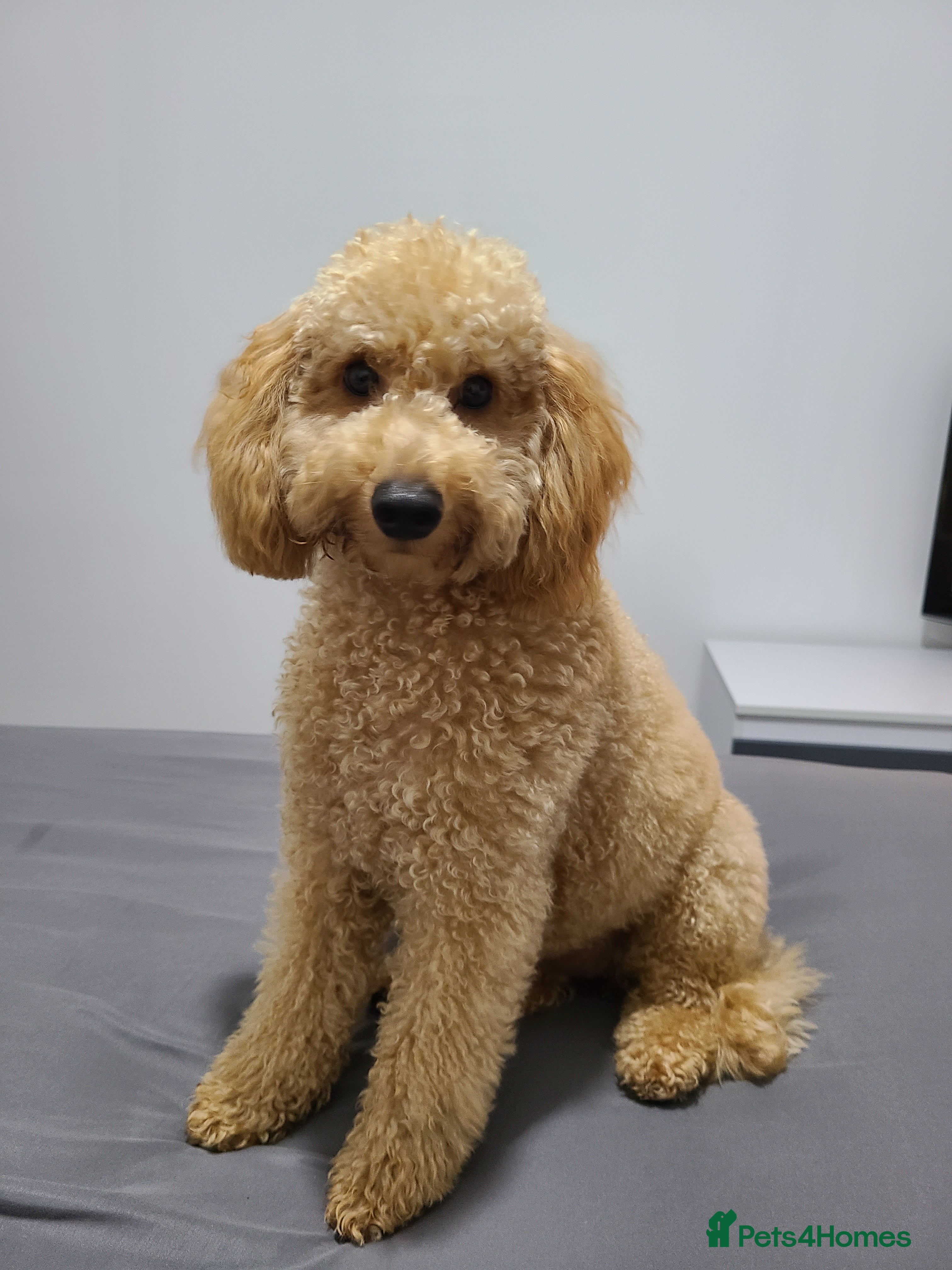Toy Poodle dogs Beautiful toy/miniature poodle puppies. - Advert 16