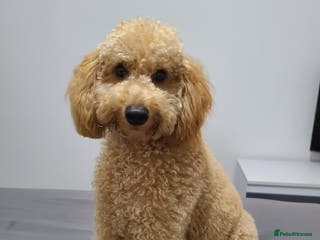 Toy Poodle dogs Beautiful toy/miniature poodle puppies. - Advert 1