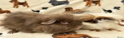 Guinea Pig rodents for sale: Baby Guinea pigs  - Advert 2