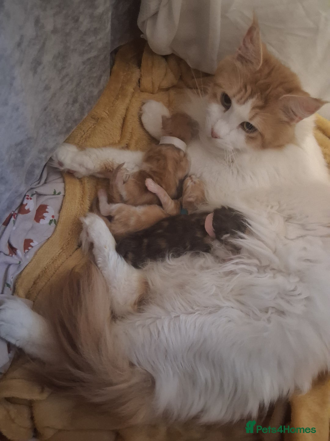 Maine Coon cats for sale: MAINECOON KITTENS AVAILABLE  - Image 2