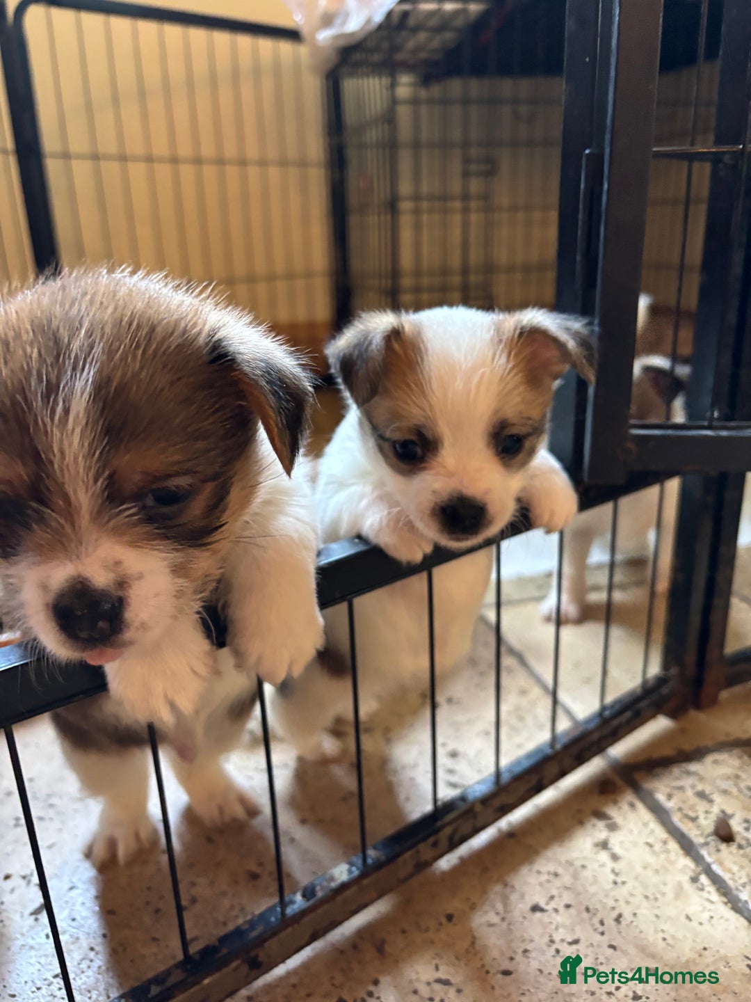 Mixed Breed dogs for sale: Adorable Puppies! - Advert 14