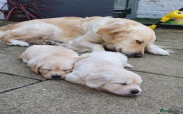 Golden Retriever dogs for sale: Available for STUD - Image 13