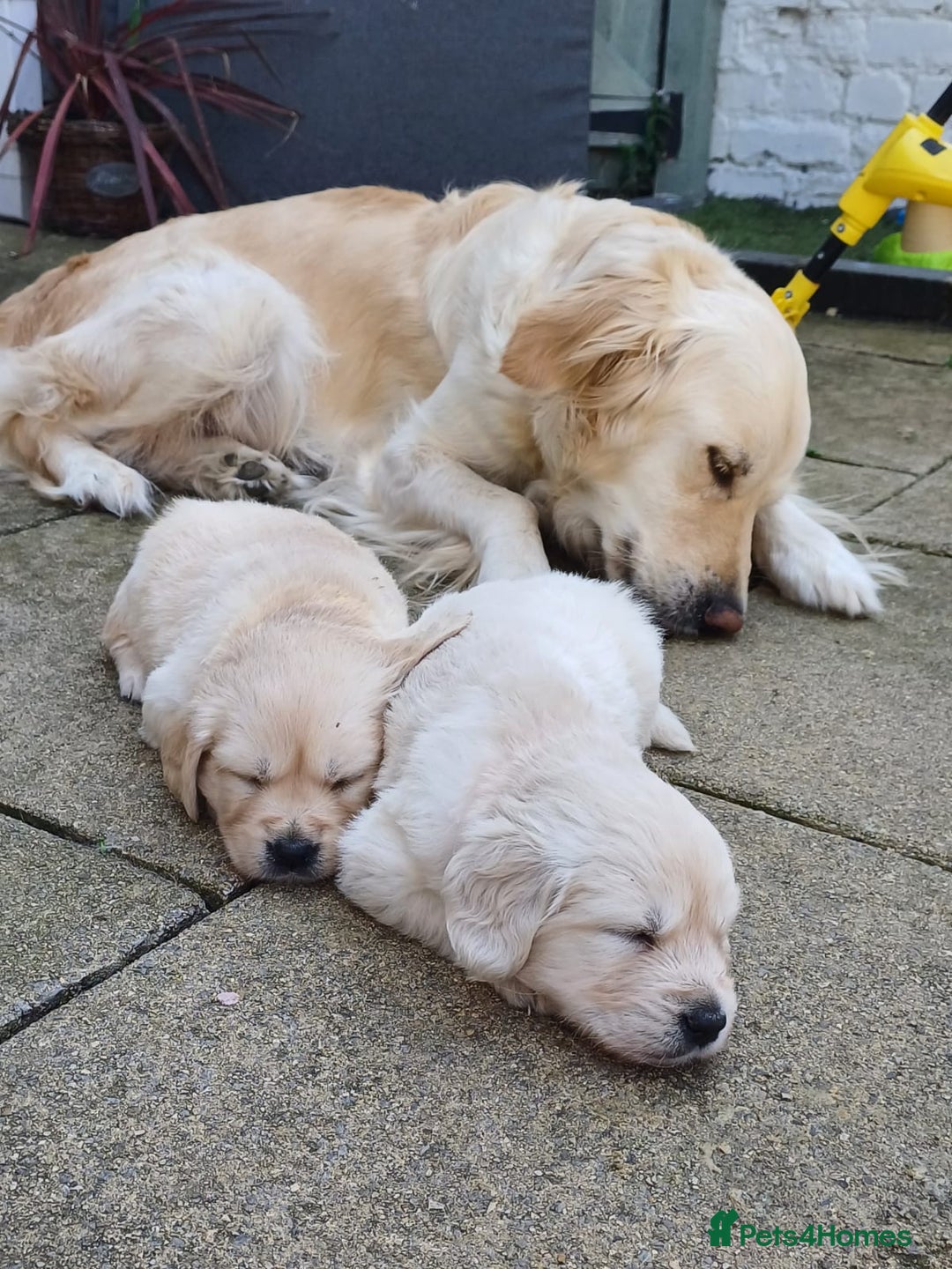 Golden Retriever dogs for sale: Available for STUD - Image 13