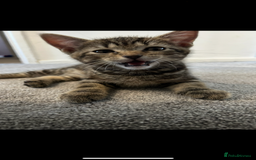 Mixed Breed cats for sale: REDUCED & READY NOW BSH x Tabby kittens  - Image 8