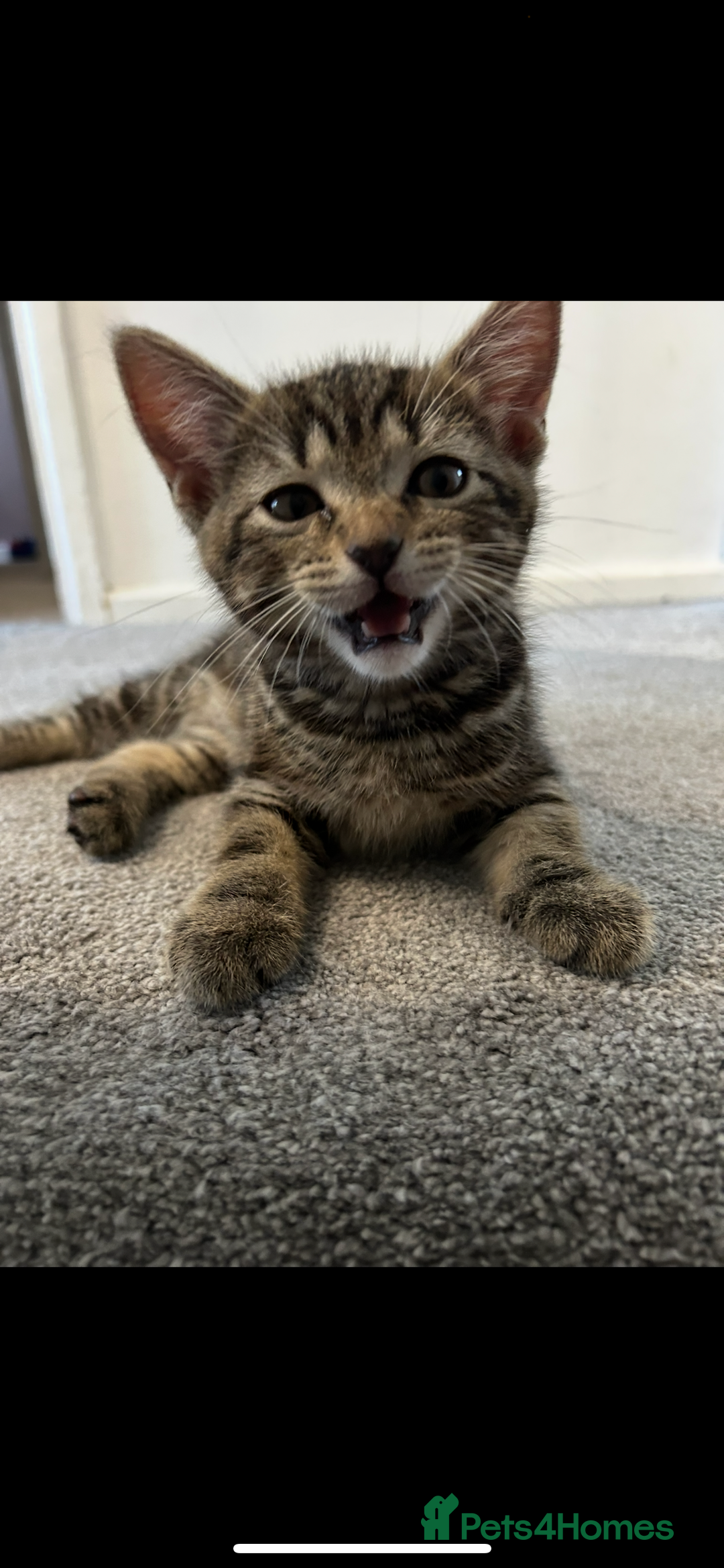 Mixed Breed cats for sale: REDUCED & READY NOW BSH x Tabby kittens  - Image 8