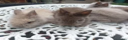 Angora rabbits for sale: PUREBRED TEDDYDWERG BABIES  - Advert 9