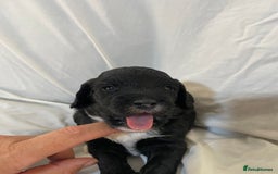 Sproodle dogs for sale: F1 Miniature Sproodles from Health Tested Parents. - Image 18