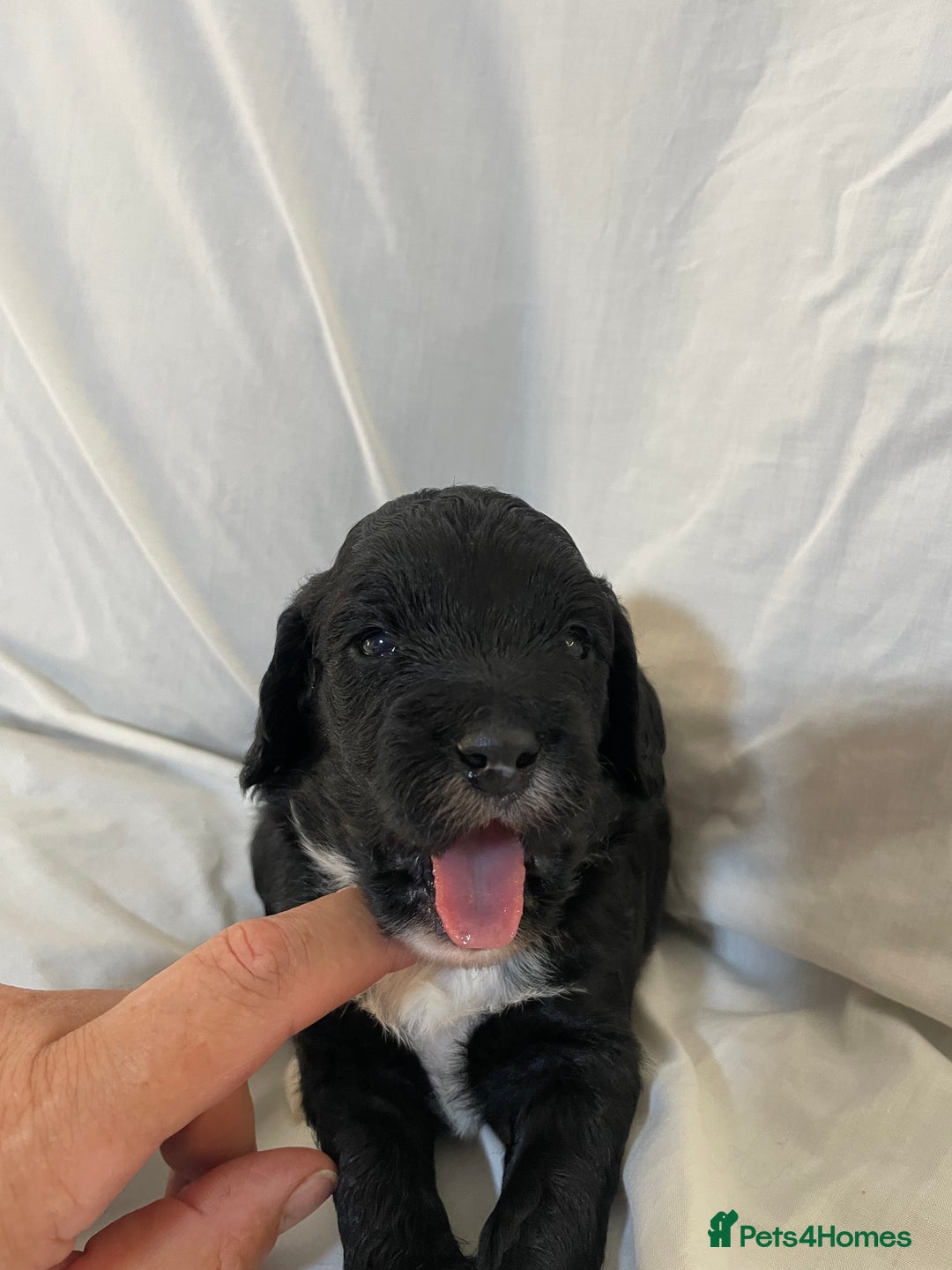 Sproodle dogs for sale: F1 Miniature Sproodles from Health Tested Parents. - Image 18