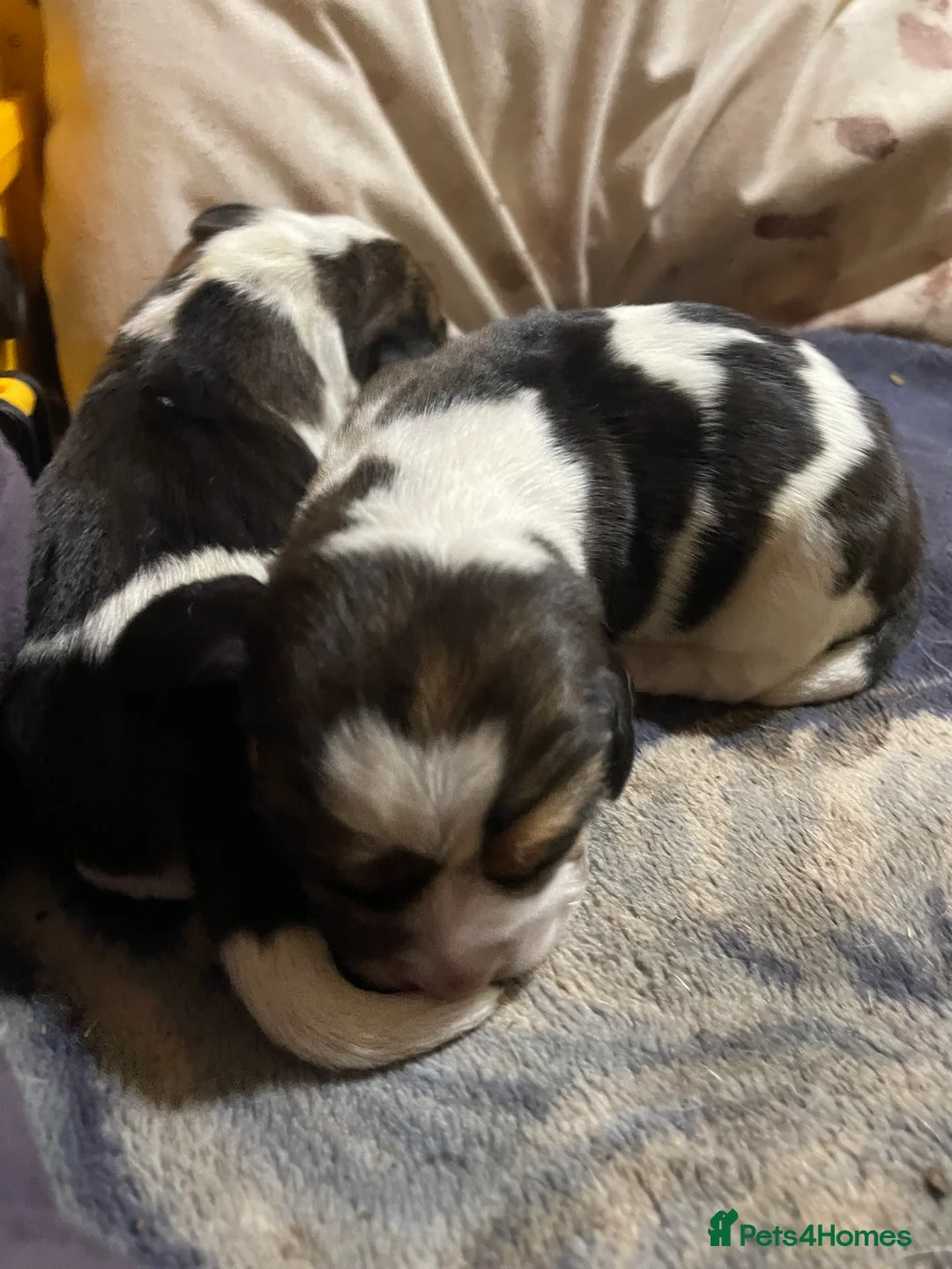 Beagle dogs for sale: TOP KC REG PUOS READY APRIL 5⭐️ lic  - Advert 5