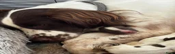English Springer Spaniel dogs for sale: English Springer Spaniels in Swadlincote - Advert 2