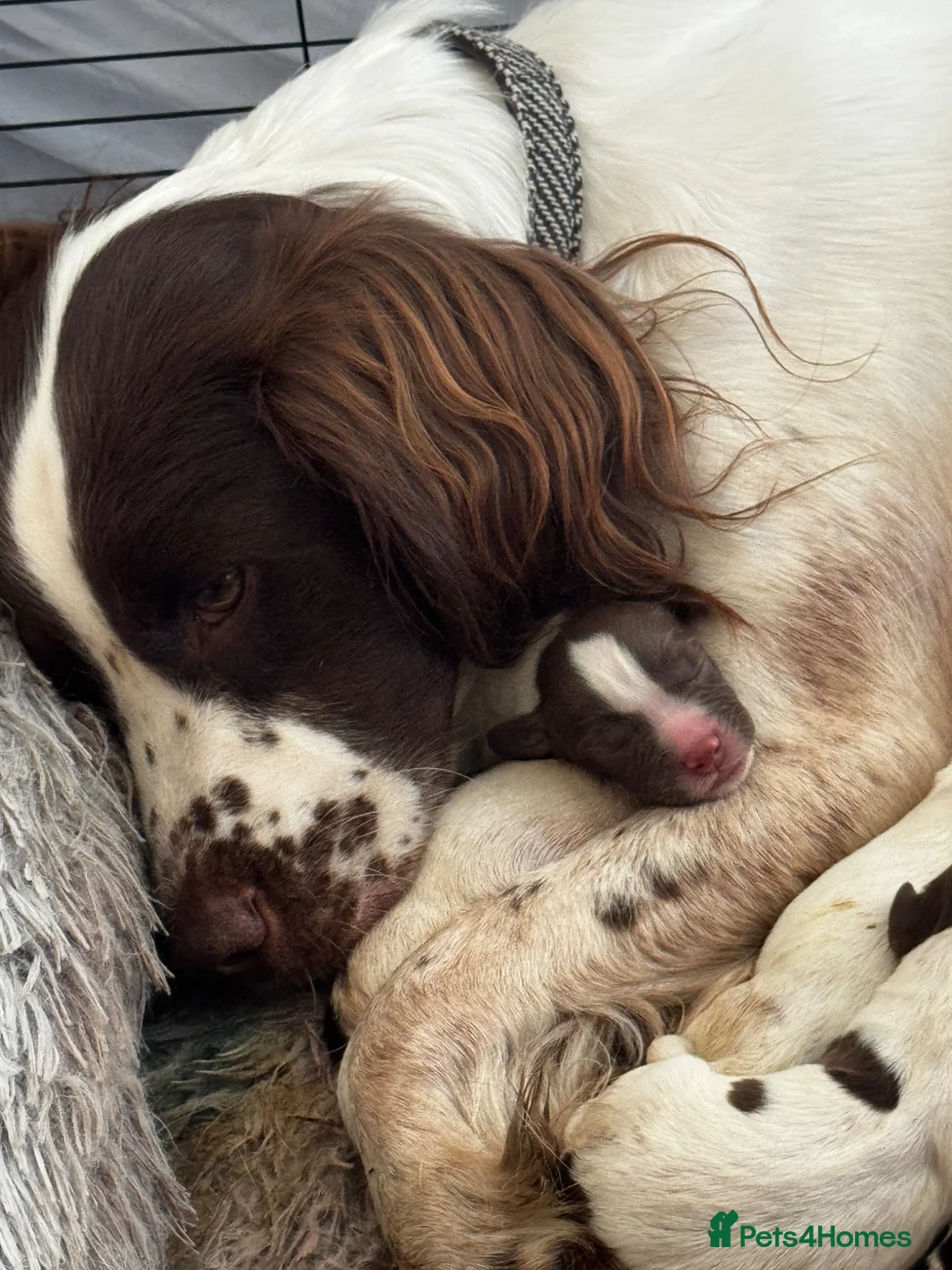 English Springer Spaniel dogs for sale: English Springer Spaniels in Swadlincote - Advert 2