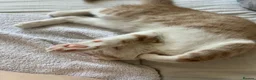 Mixed Breed cats for sale: Kittens looking new home  in London - Advert 6