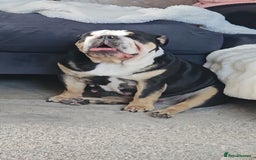 English Bulldog dogs for sale: KC Reg English Bulldogs Champion Bloodlines  - Image 4