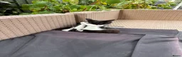 Mixed Breed cats for sale: Kittens - Advert 2