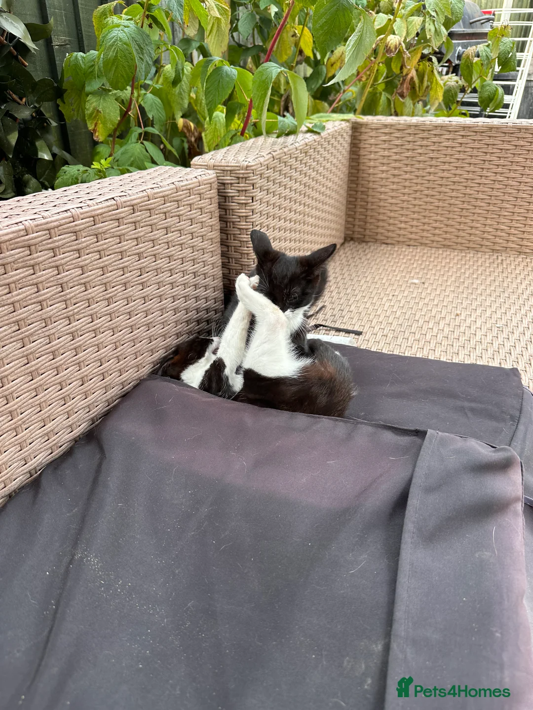 Mixed Breed cats for sale: Kittens - Advert 2