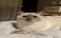 Ragdoll cats for sale: Our Lovely Girl – Looking for a Forever Home - Image 4
