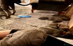Cane Corso dogs for sale:  Pure breed Cane Corso  Puppies Looking for Homes  - Image 4