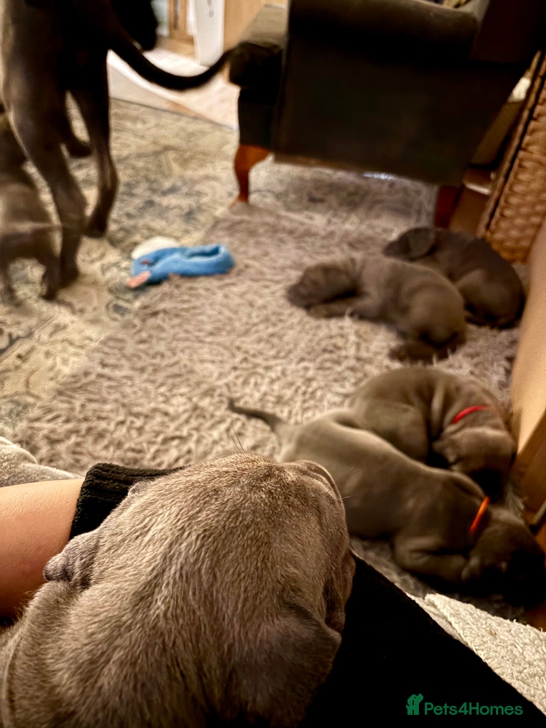 Cane Corso dogs for sale:  Pure breed Cane Corso  Puppies Looking for Homes  - Image 4