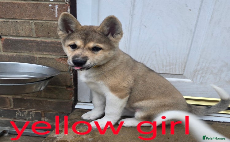 Akita dogs - Advert 3