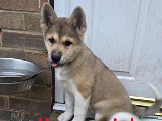 Akita dogs - Advert 1