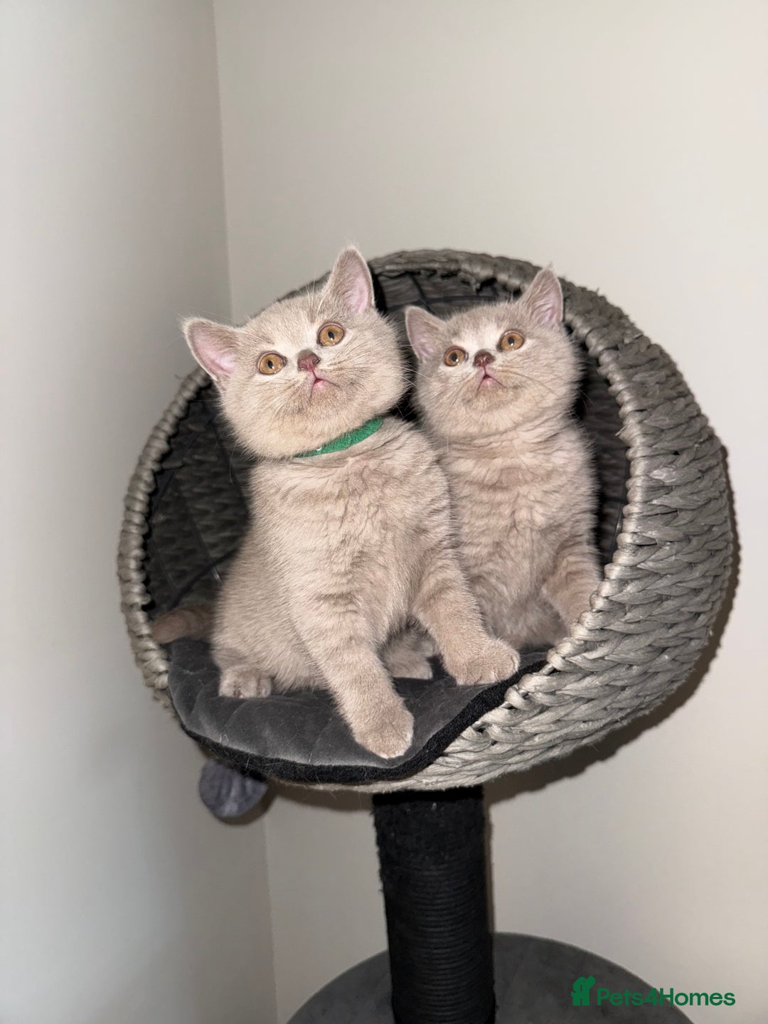 British Shorthair cats for sale: ONE LEFT Chunky Lilac GCCF British Shorthair Male - Image 5