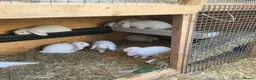 Mini Lop rabbits for sale: Mini lops in Hyde - Advert 5