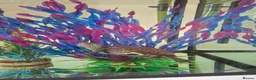 Turtle reptiles for sale: Reeves turtle with full set up - Advert 5