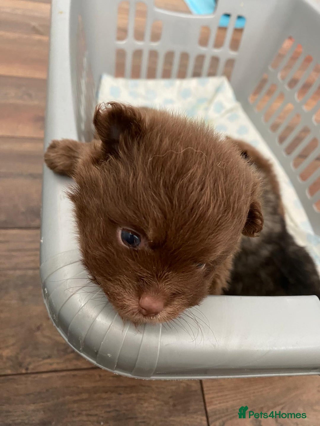 Pomeranian dogs for sale: GORGEOUS POMERANIAN PUPPIES  - Image 6