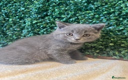 British Shorthair cats for sale: 💕British Shorthair Blue Kittens💕 - Image 16