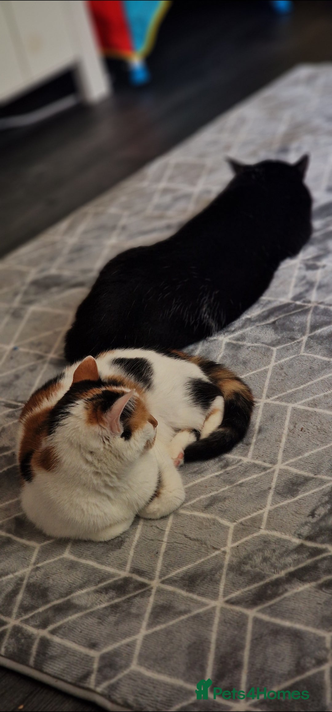 Mixed Breed cats for sale: 2 cats for rehome - Advert 1