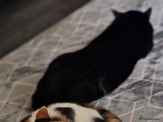 Mixed Breed cats 2 cats for rehome - Advert 1