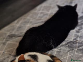 Mixed Breed cats 2 cats for rehome - Advert 16