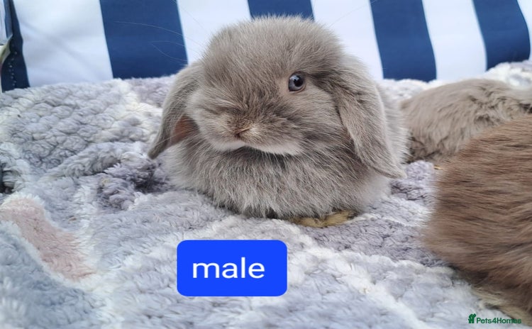 Mini Lop rabbits - Advert 14