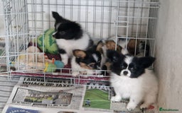 Papillon dogs for sale: Beautiful, Papillon boys in Cambridge - Image 24