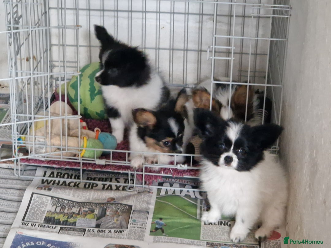 Papillon dogs for sale: Beautiful, Papillon boys in Cambridge - Image 24