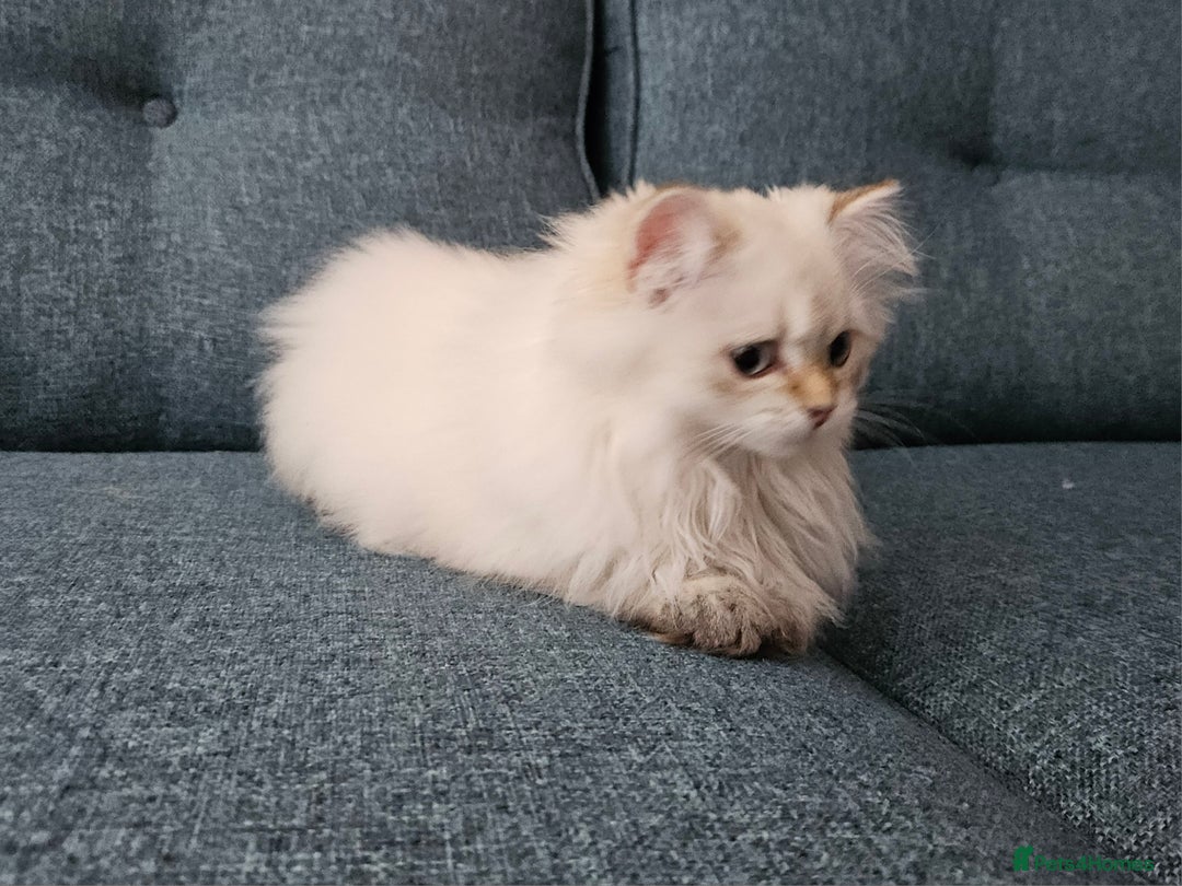 British Longhair cats for sale: Excellent Scottish straight girl ready to go - Image 39