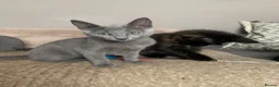Russian Blue cats for sale: Championship and GCCF Russian blue kittens  - Advert 12