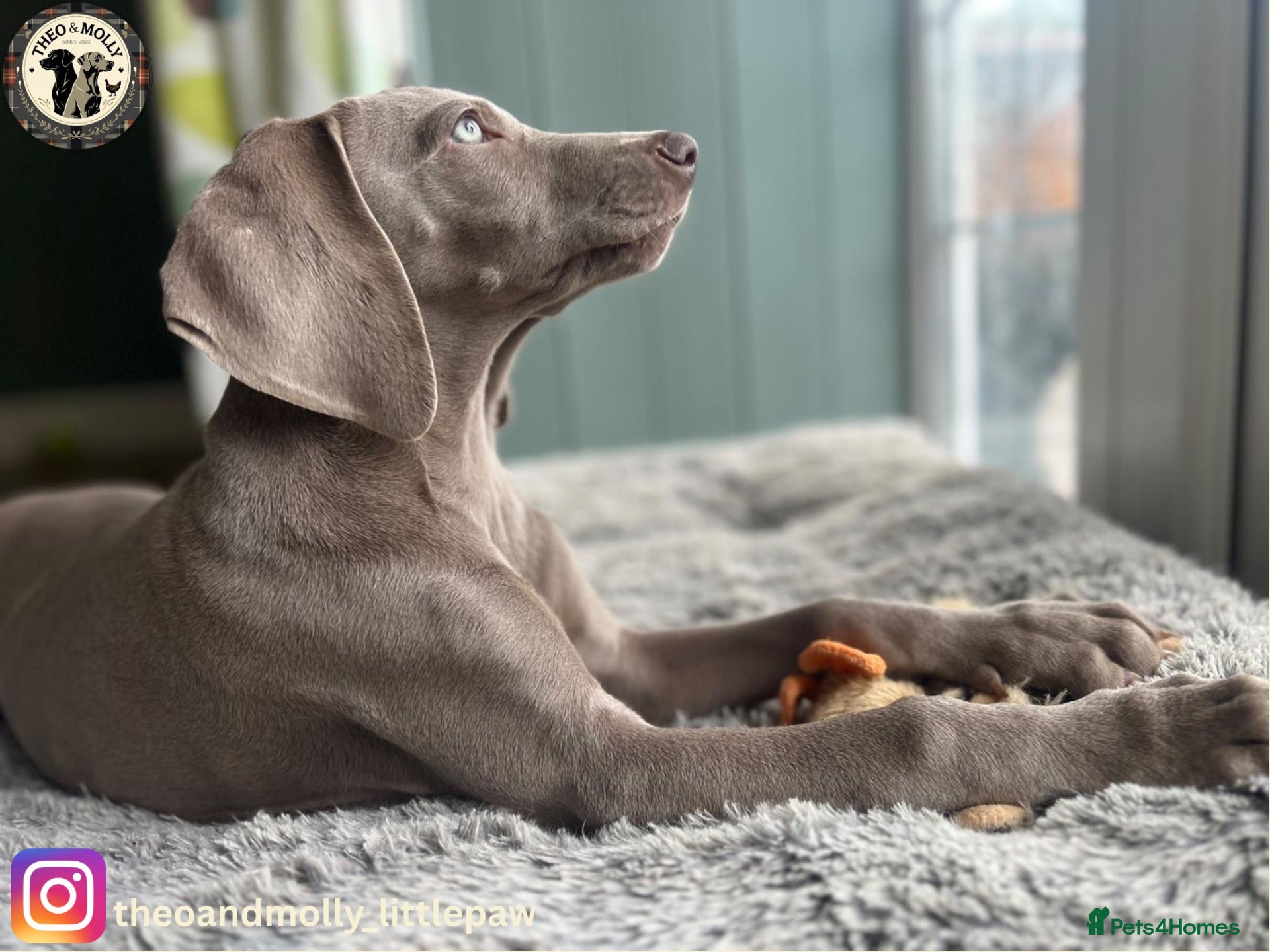 Weimaraner dogs 🐾Last KC Reg Weimaraner Girl – Ready Now 🐾 - Advert 1