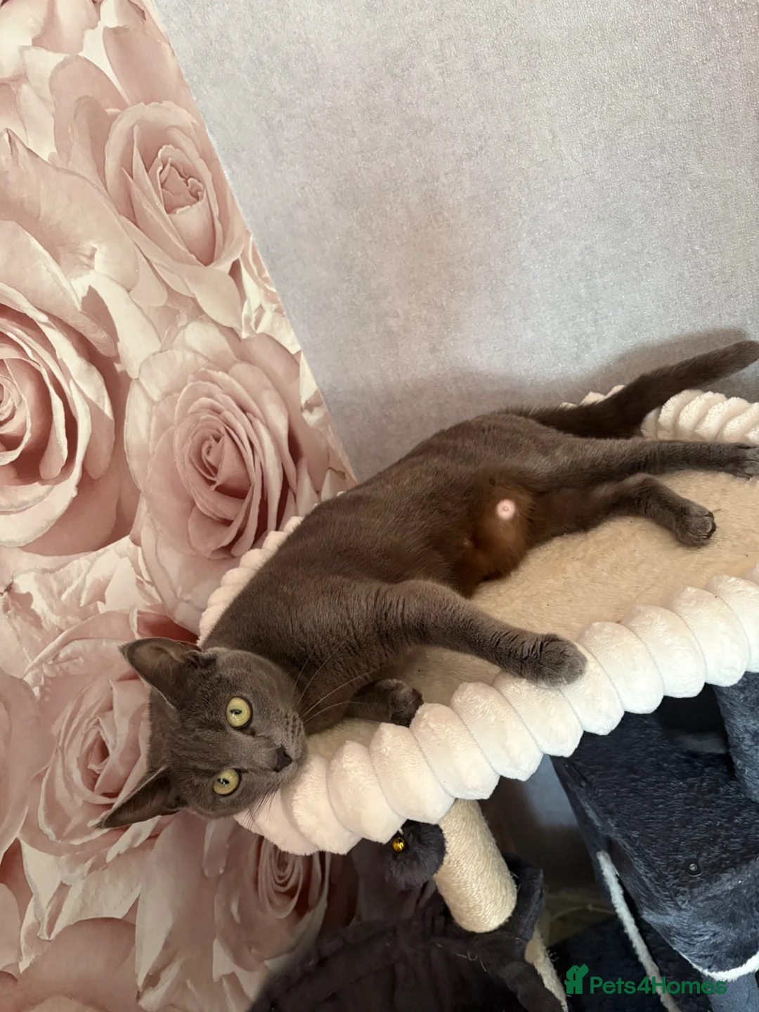 Russian Blue cats for sale: 2 female Russian blue kittens  - Advert 1
