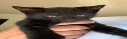 Mixed Breed cats for sale: Male kittens  in Swansea - Advert 2