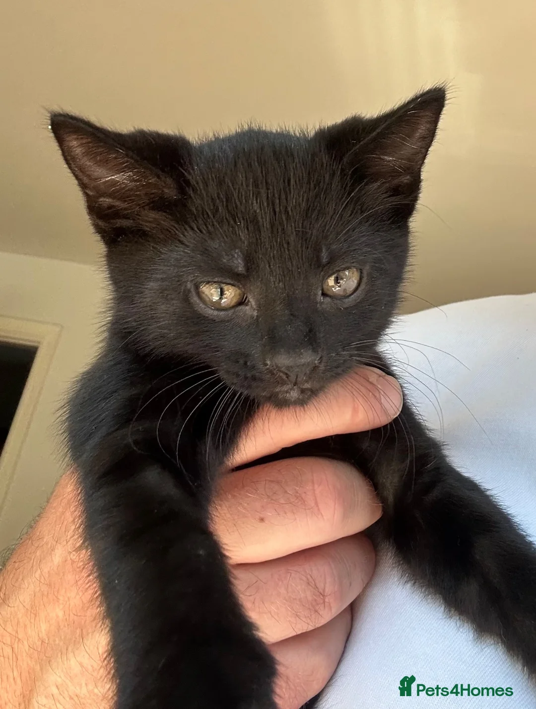 Mixed Breed cats for sale: Male kittens  in Swansea - Advert 2
