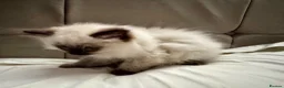 Ragdoll cats for sale: Beautiful Pure Ragdoll kittens vacs/mchipped  - Advert 9