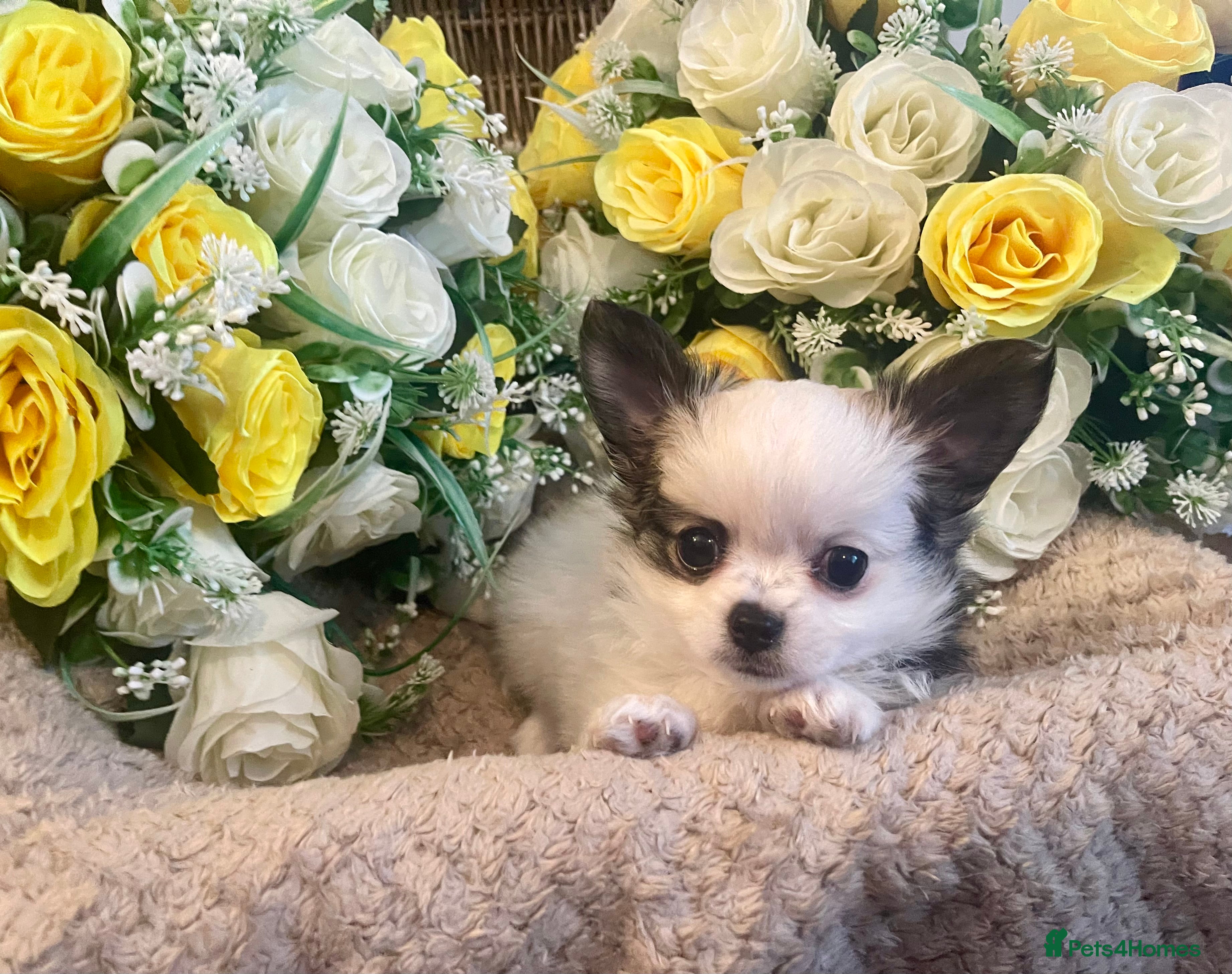 Chihuahua dogs 💙2 LONG COAT BOYS LEFT 💙 - Advert 8