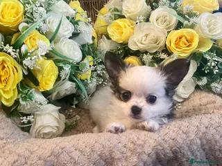 Chihuahua dogs 💙2 LONG COAT BOYS LEFT 💙 - Advert 8