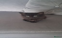 British Shorthair cats for sale: Gorgeous kittens ready now - Image 5