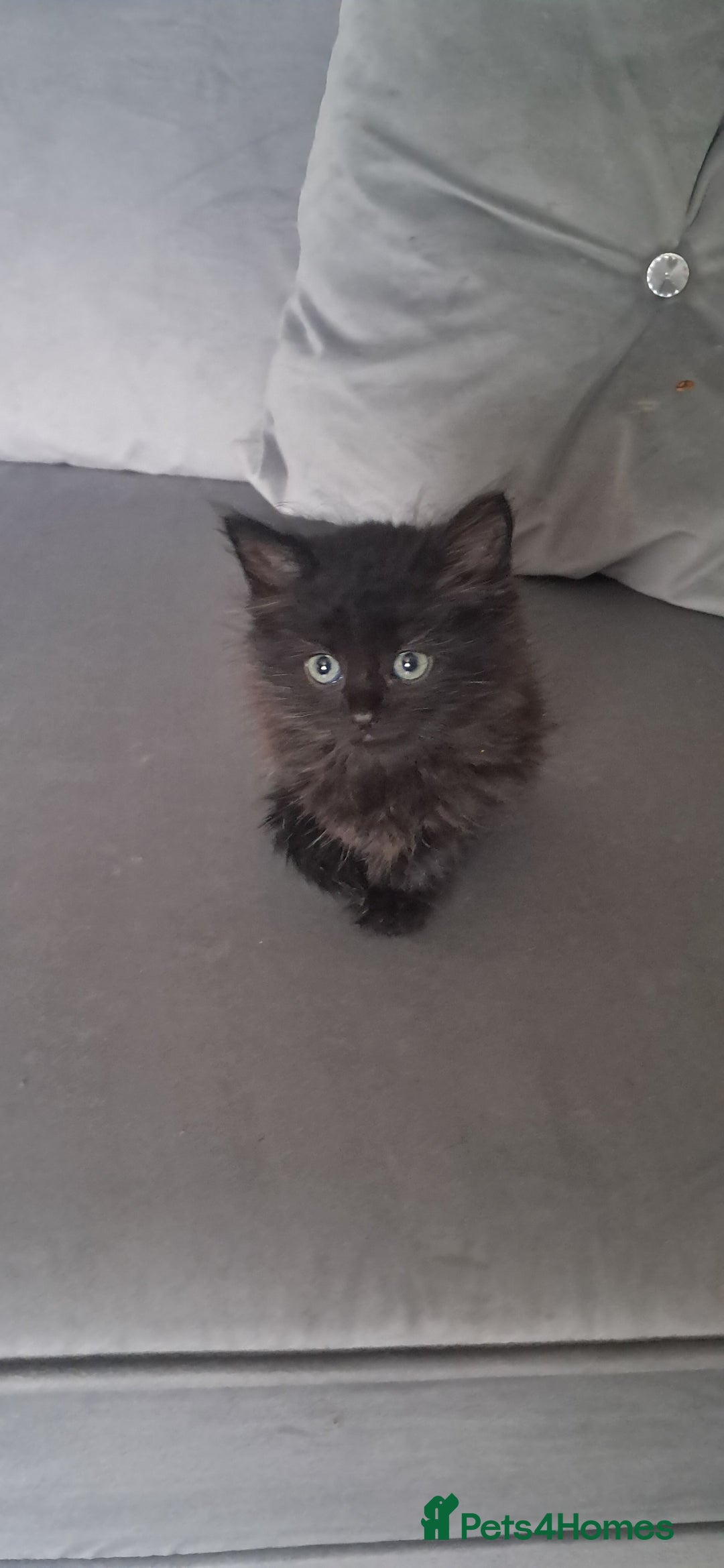 British Shorthair cats for sale: Gorgeous kittens ready now - Image 5