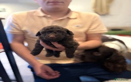 Maltipoo dogs for sale: Chocolate Maltipoos for sale - Image 2